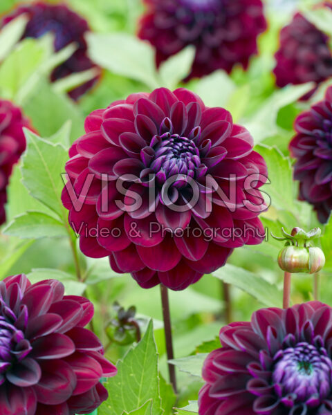 Dahlia bordeaux Dahlia bordeaux