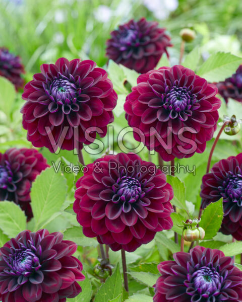 Dahlia burgundy