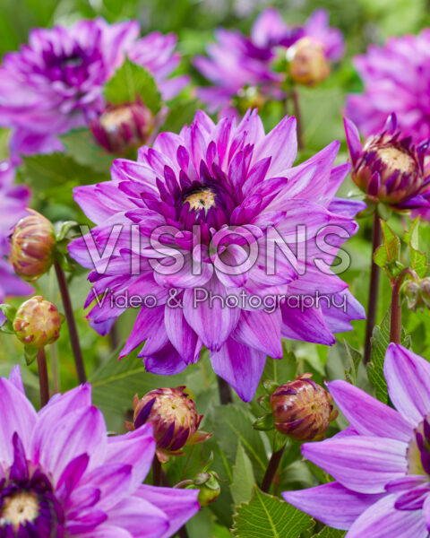 Dahlia Ravelli Dahlia Ravelli