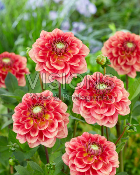 Dahlia Salmon Society Dahlia Salmon Society