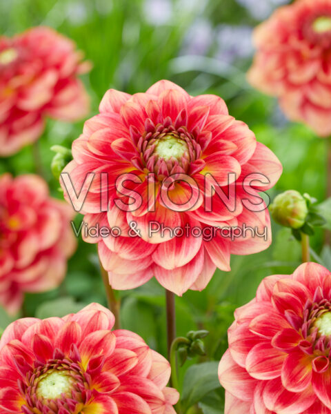Dahlia Salmon Society Dahlia Salmon Society