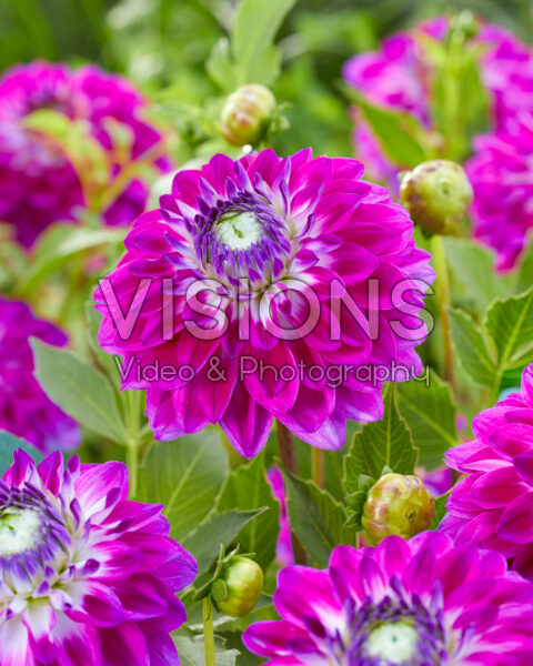 Dahlia purple