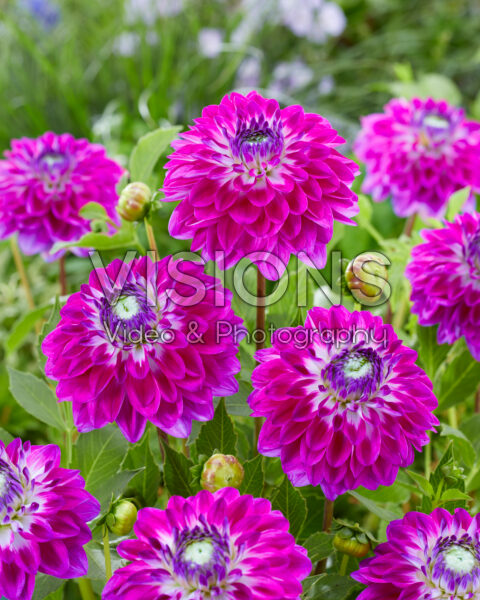 Dahlia paars Dahlia paars