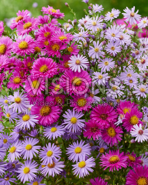 Aster combination