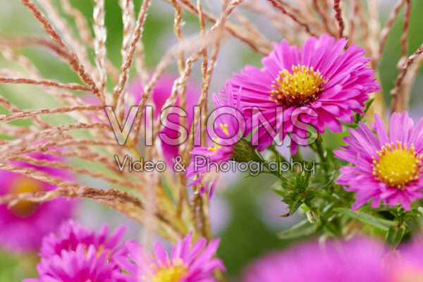Aster Jenny, Miscanthus
