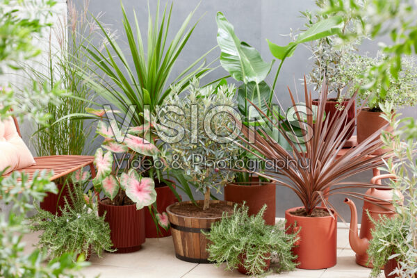 Patio plant collection