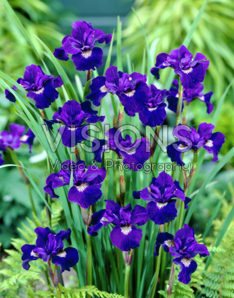 Iris sibirica Shirley Pope