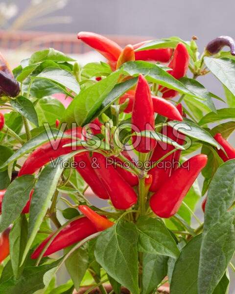 Capsicum annuum BU009 Capsicum annuum BU009