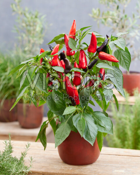 Capsicum annuum BU030