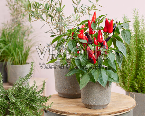 Capsicum annuum BU030 Capsicum annuum BU030