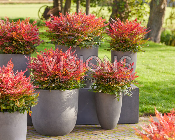 Nandina domestica Obsessed Nandina domestica Obsessed