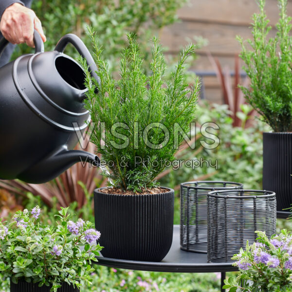 Taxus baccata Tiny T Taxus baccata Tiny T
