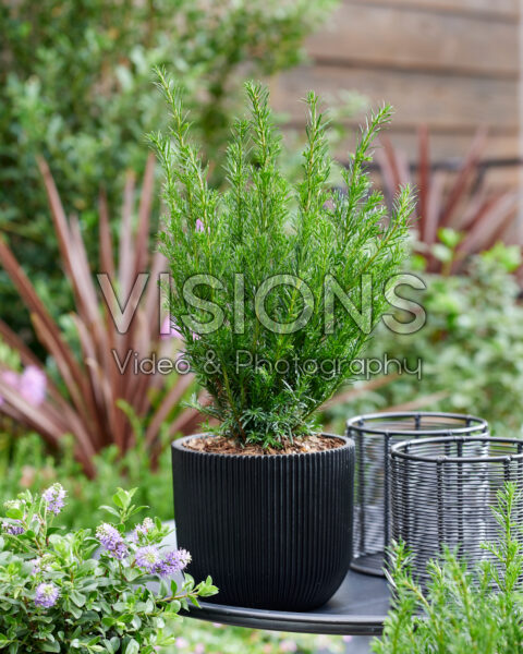 Taxus baccata Tiny T Taxus baccata Tiny T