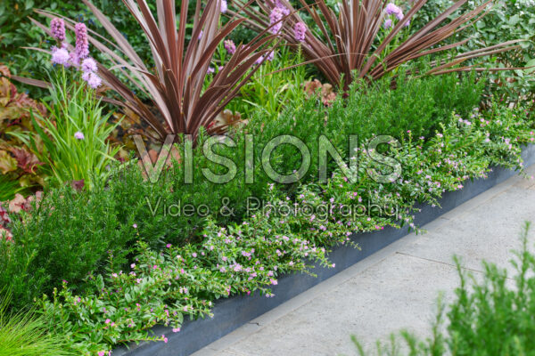 Taxus baccata Tiny T Taxus baccata Tiny T