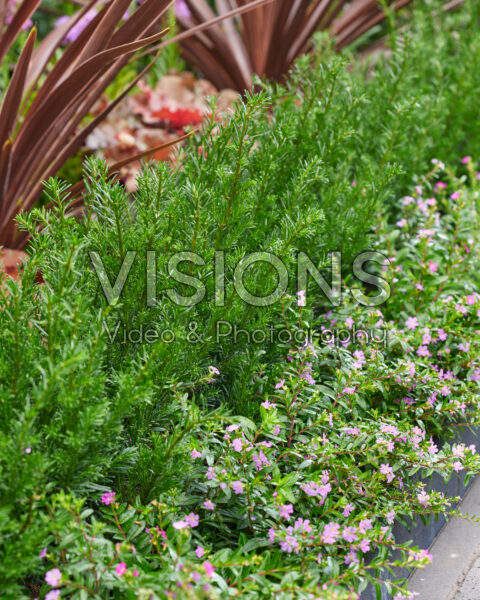 Taxus baccata Tiny T