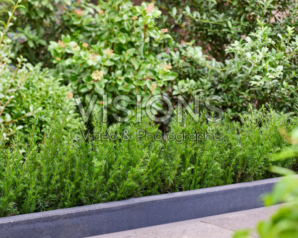 Taxus baccata Tiny T Taxus baccata Tiny T