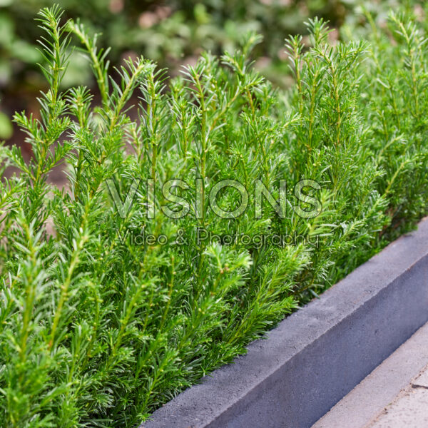Taxus baccata Tiny T