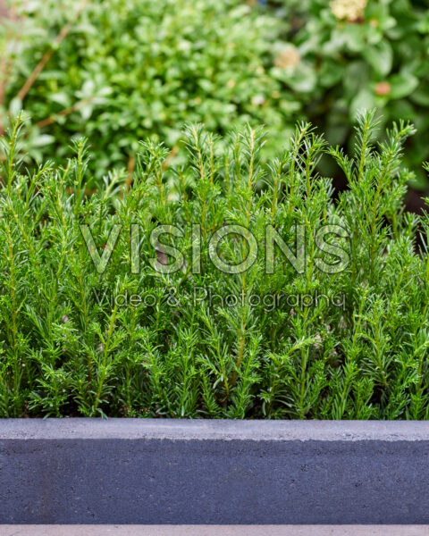 Taxus baccata Tiny T Taxus baccata Tiny T