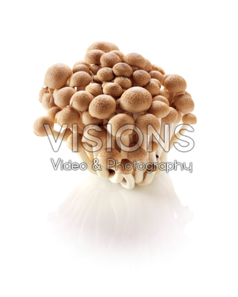 Buna-shimeji champignons, Hypsizygus tessulatus Buna-shimeji champignons, Hypsizygus tessulatus