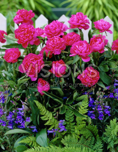 Paeonia Top Splendid Paeonia Top Splendid