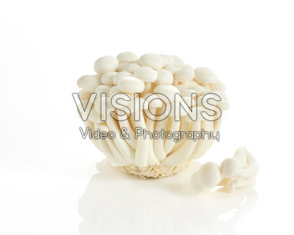 Witte Buna-shimeji champignons, Hypsizygus tessulatus