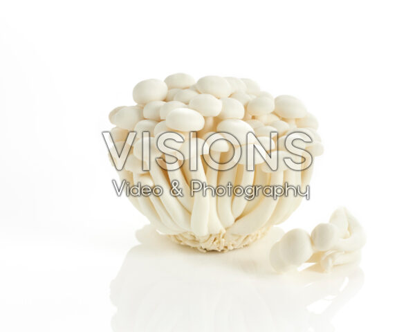 White Buna-shimeji mushrooms, Hypsizygus tessulatus White Buna-shimeji mushrooms, Hypsizygus tessulatus