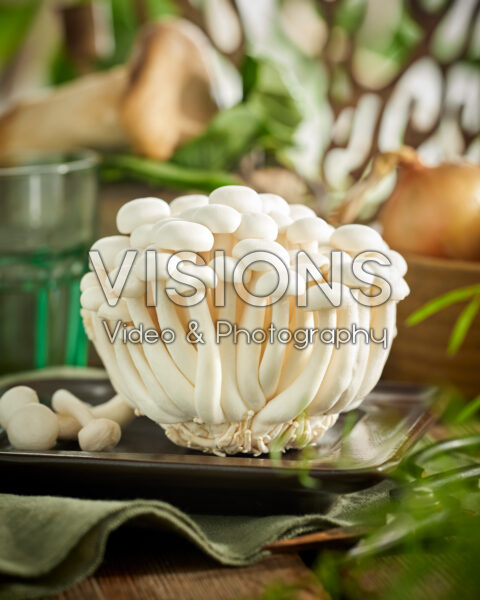 White Buna-shimeji mushrooms, Hypsizygus tessulatus White Buna-shimeji mushrooms, Hypsizygus tessulatus