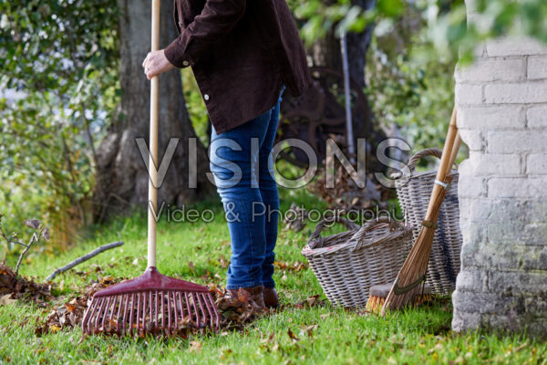 Raking fallen leaves Raking fallen leaves