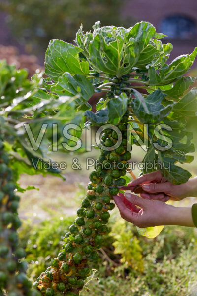 Spruitjes oogsten