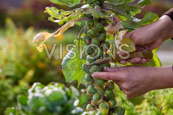 Harvesting brussel sprouts Harvesting brussel sprouts