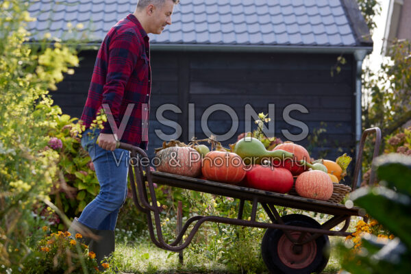 Pompoenen op plantenkar 