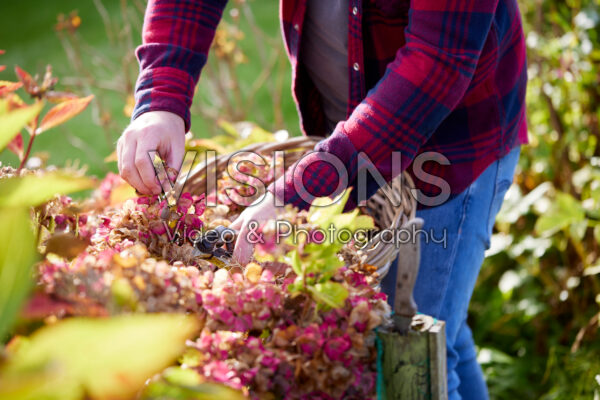Cutting old hydrangea flowers