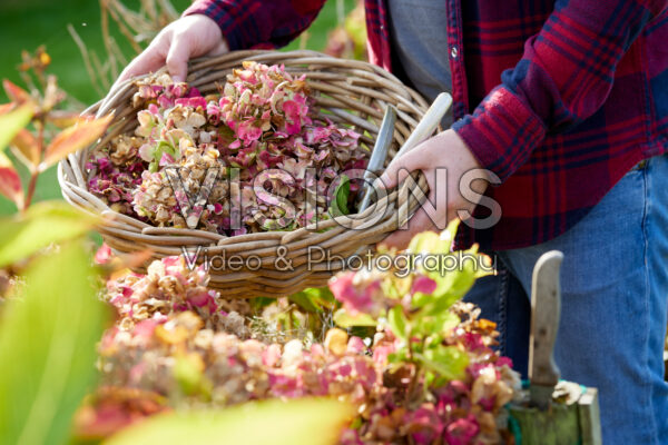 Oude hortensia bloemen knippen Oude hortensia bloemen knippen