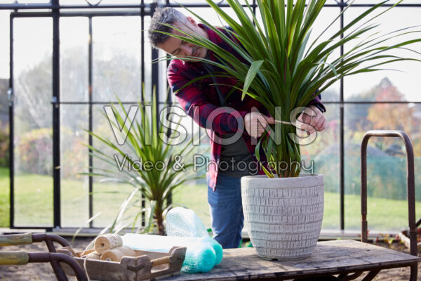 Plant inpakken voor de winter Plant inpakken voor de winter