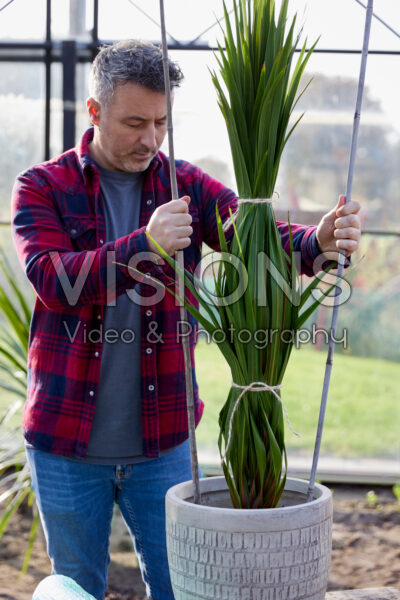 Plant inpakken voor de winter Plant inpakken voor de winter