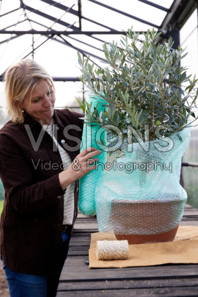 Plant inpakken voor de winter Plant inpakken voor de winter