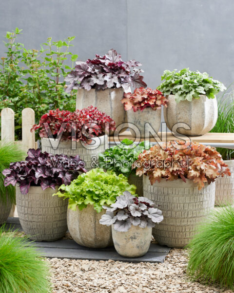 Heuchera Berry collectie