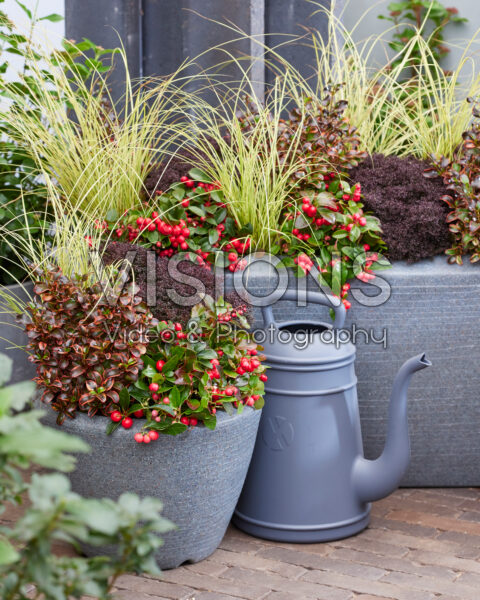 Gemengde heesters en vaste planten Gemengde heesters en vaste planten