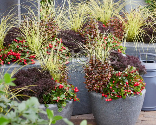 Gemengde heesters en vaste planten Gemengde heesters en vaste planten