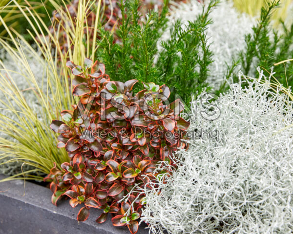 Gemengde heesters en vaste planten Gemengde heesters en vaste planten