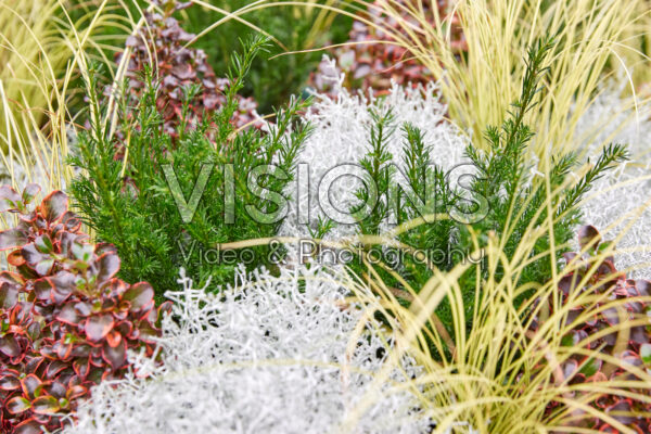 Gemengde heesters en vaste planten Gemengde heesters en vaste planten