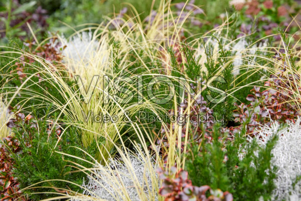Gemengde heesters en vaste planten Gemengde heesters en vaste planten
