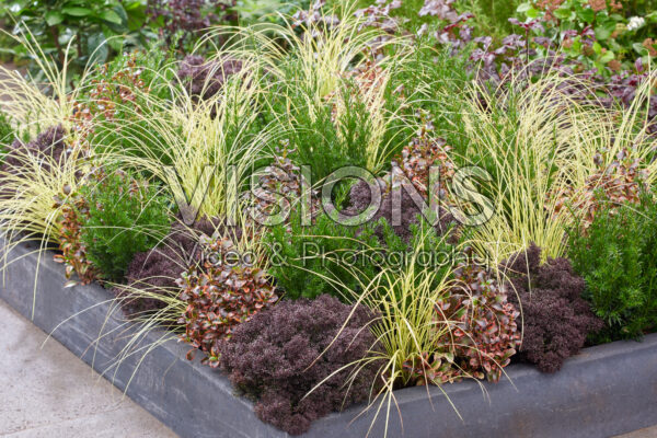 Gemengde heesters en vaste planten Gemengde heesters en vaste planten