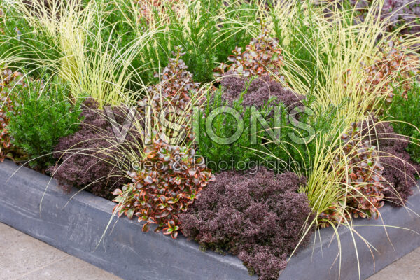 Gemengde heesters en vaste planten