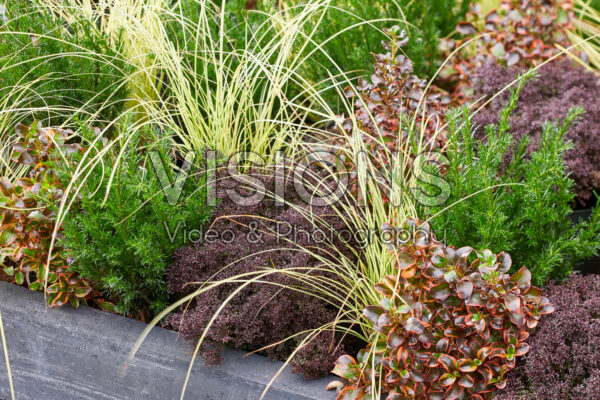 Gemengde heesters en vaste planten Gemengde heesters en vaste planten