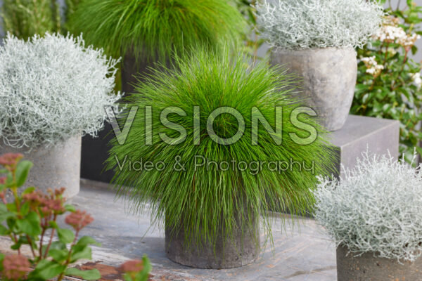 Ornamental grass