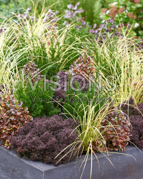 Gemengde heesters en vaste planten