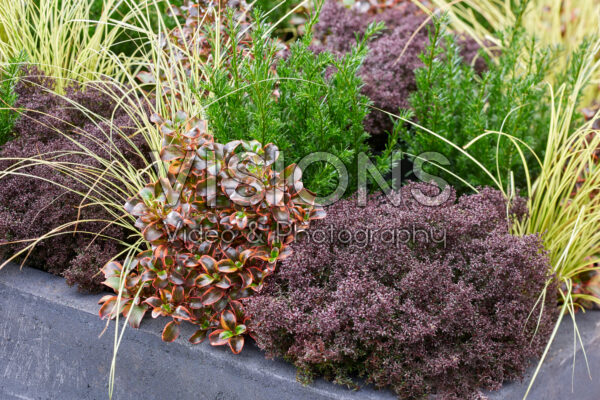 Gemengde heesters en vaste planten Gemengde heesters en vaste planten