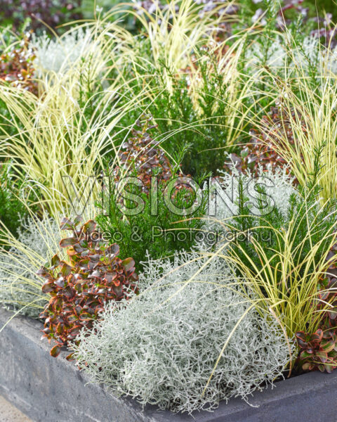 Gemengde heesters en vaste planten Gemengde heesters en vaste planten