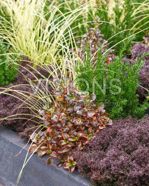 Gemengde heesters en vaste planten Gemengde heesters en vaste planten